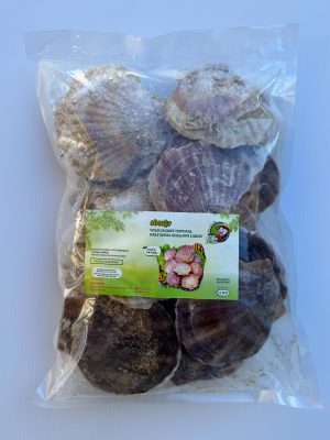 ELBE FOODIE - FROZEN WILD CAUGHT NATURAL HALF SHELL SCALLOP 15PCS (SÒ ĐIỆP NHẬT NGUYÊN MÃNH)