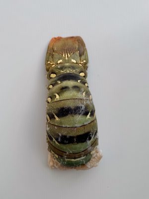 FROZEN WILD CAUGHT RAW LOBSTER TAILS AUSTRALIA 800GR UP (ĐUÔI TÔM HÙM ÚC)