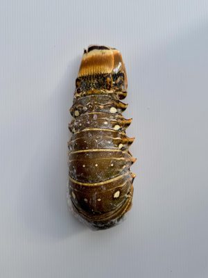 FROZEN LOBSTER TAILS BRAZIL SIZE 16/20 OZ PER KG (ĐUÔI TÔM HÙM BRAZIL)