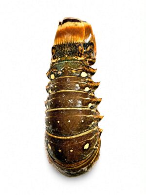 FROZEN LOBSTER TAILS BRAZIL SIZE 16/20 OZ PER KG (ĐUÔI TÔM HÙM BRAZIL)